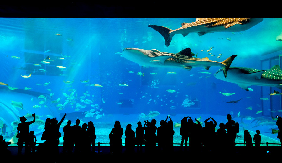 沖繩美麗海水族館