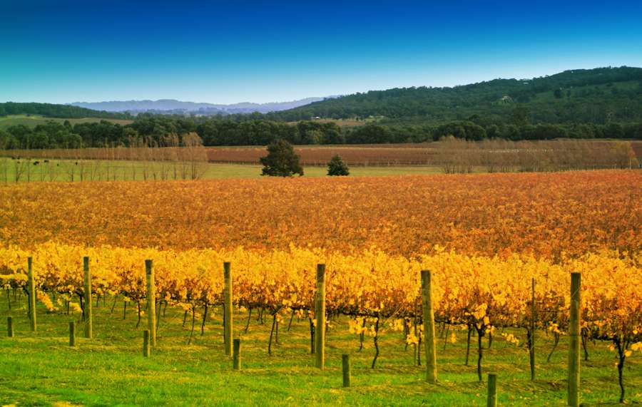 亞拉河谷精選酒莊品酒