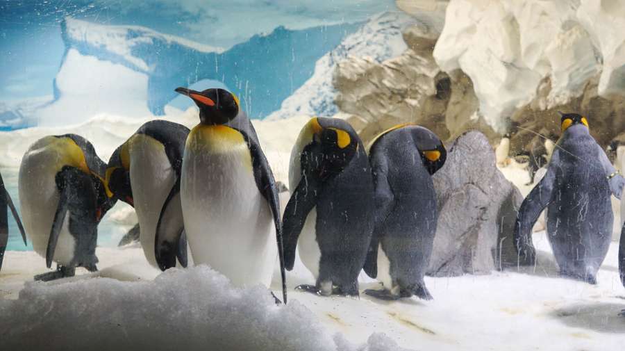 海洋世界主題樂園Sea World