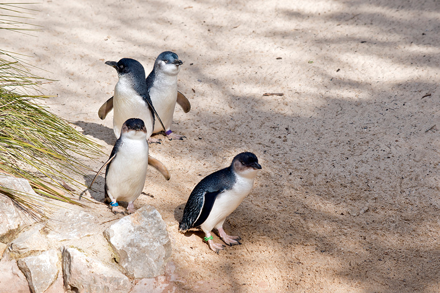 菲利普島自然公園Phillip Island