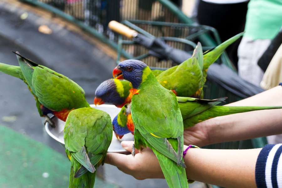 庫倫賓鳥園