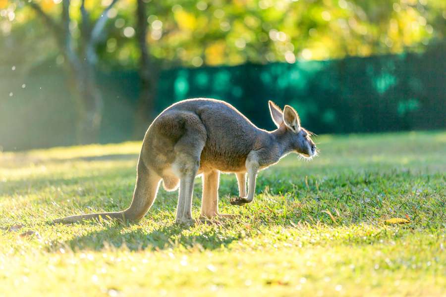 考拉奔度假山莊