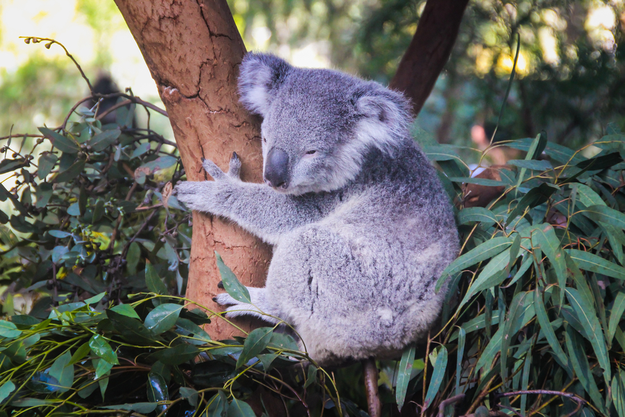 費瑟戴爾野生動物園 Featherdale 
