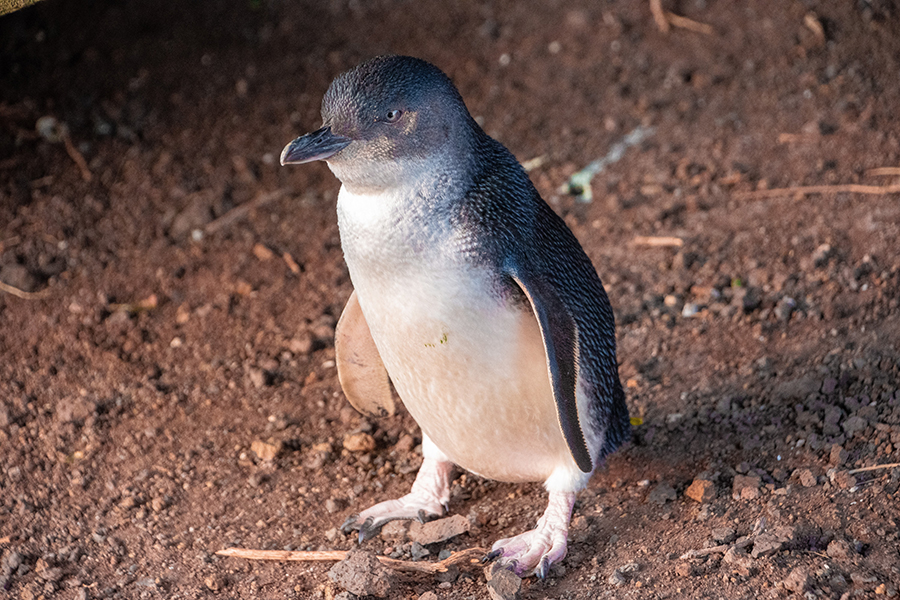 菲利普島自然公園Phillip Island