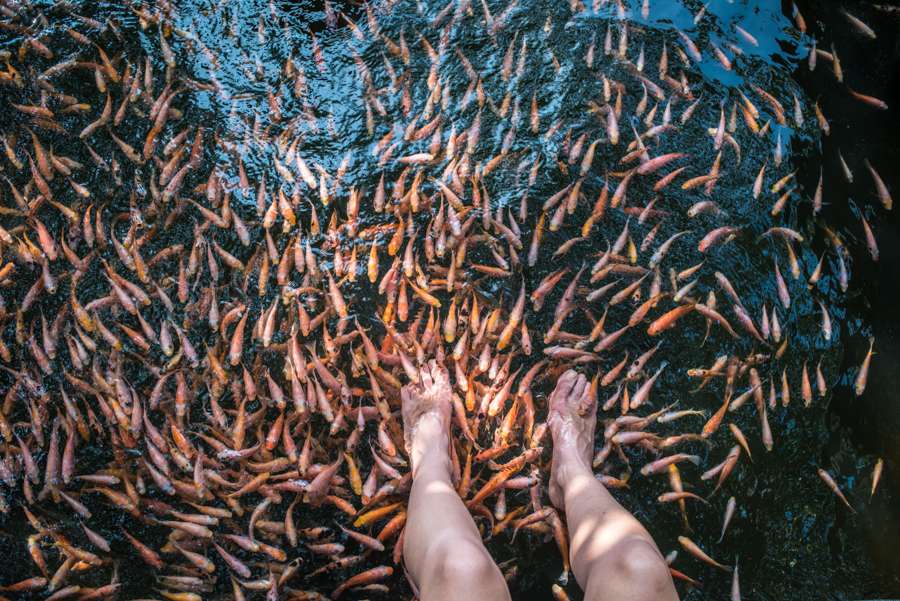 魚療體驗