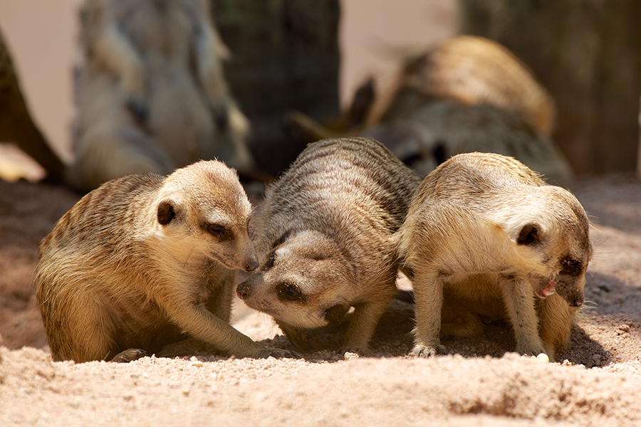 綠山野生動物園