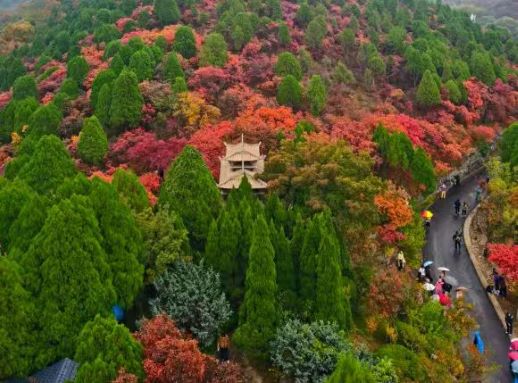紅葉大道