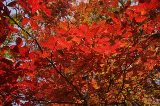 蛟河紅葉谷