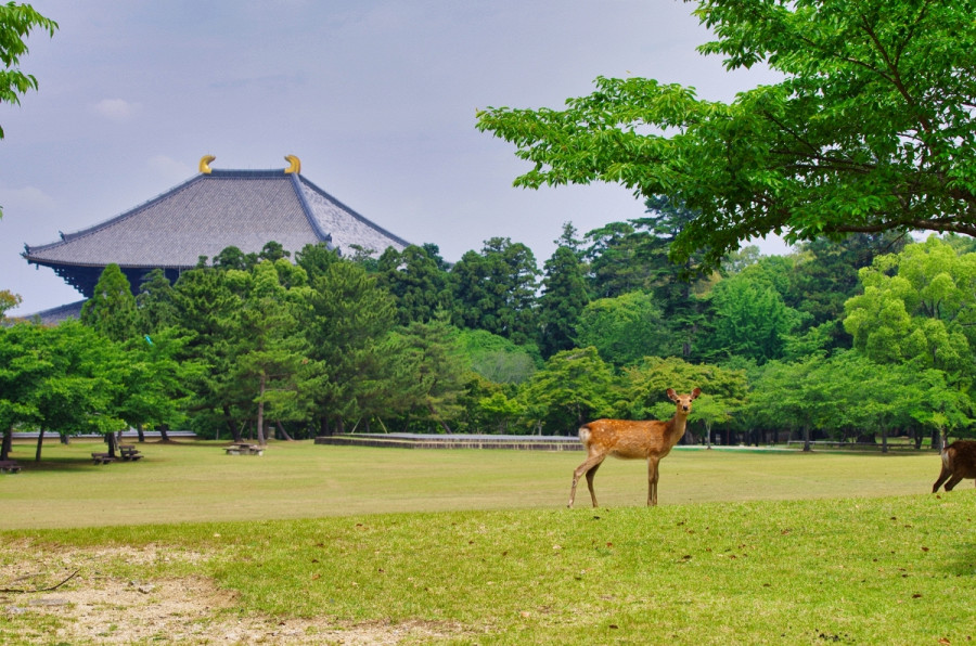 奈良公園