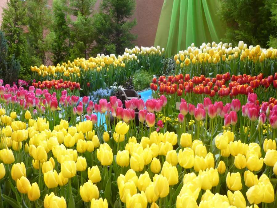 鬱金香四季彩館