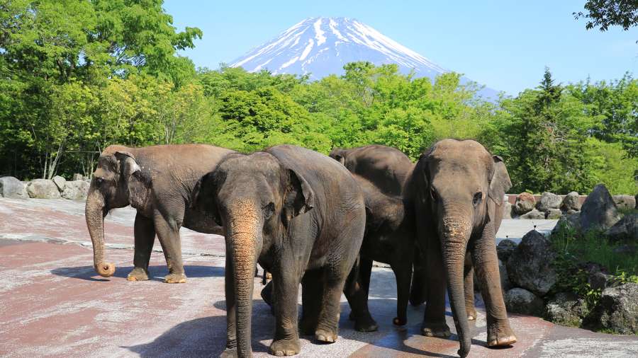 富士野生動物園