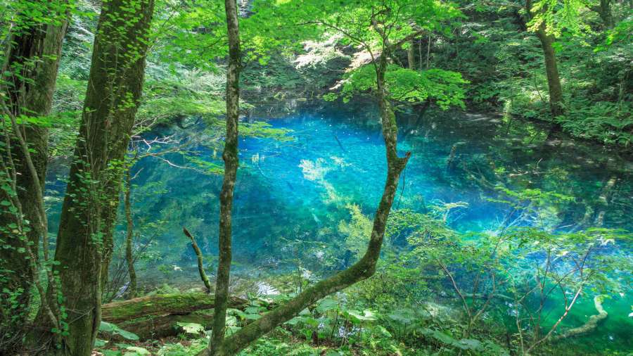 白神山地神秘十二湖