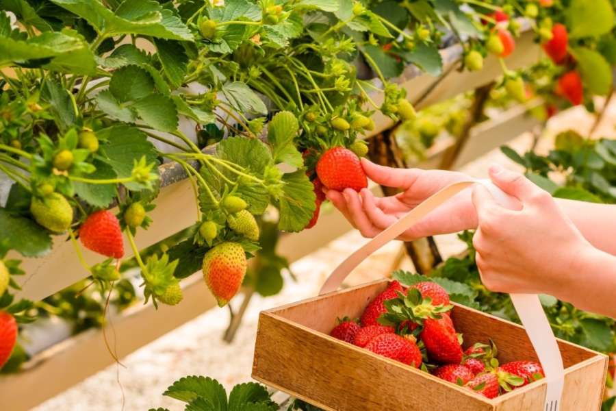 採草莓體驗